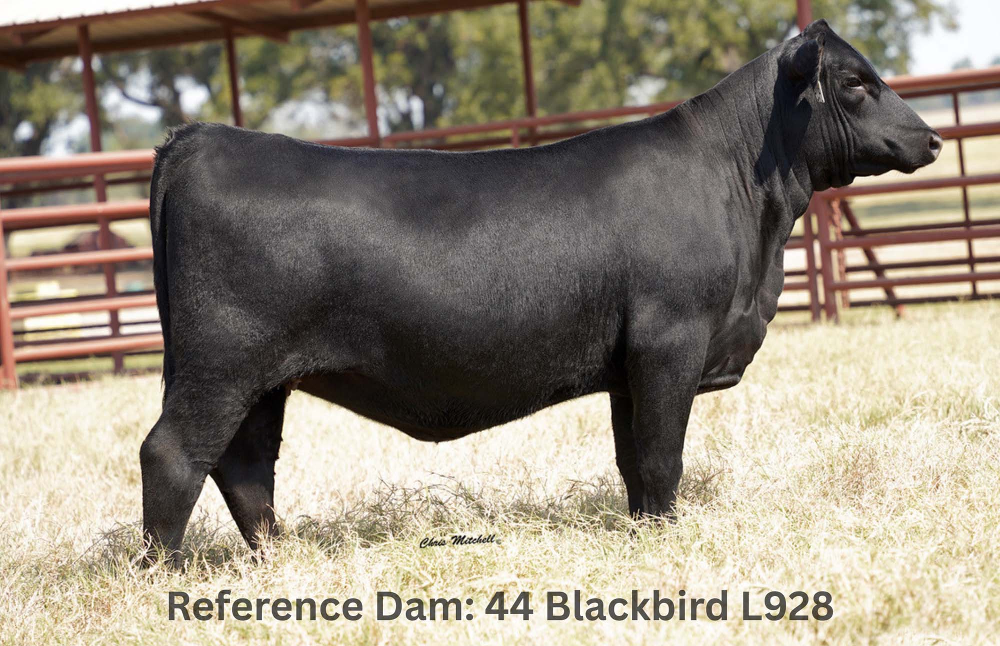 44 Blackbird L928