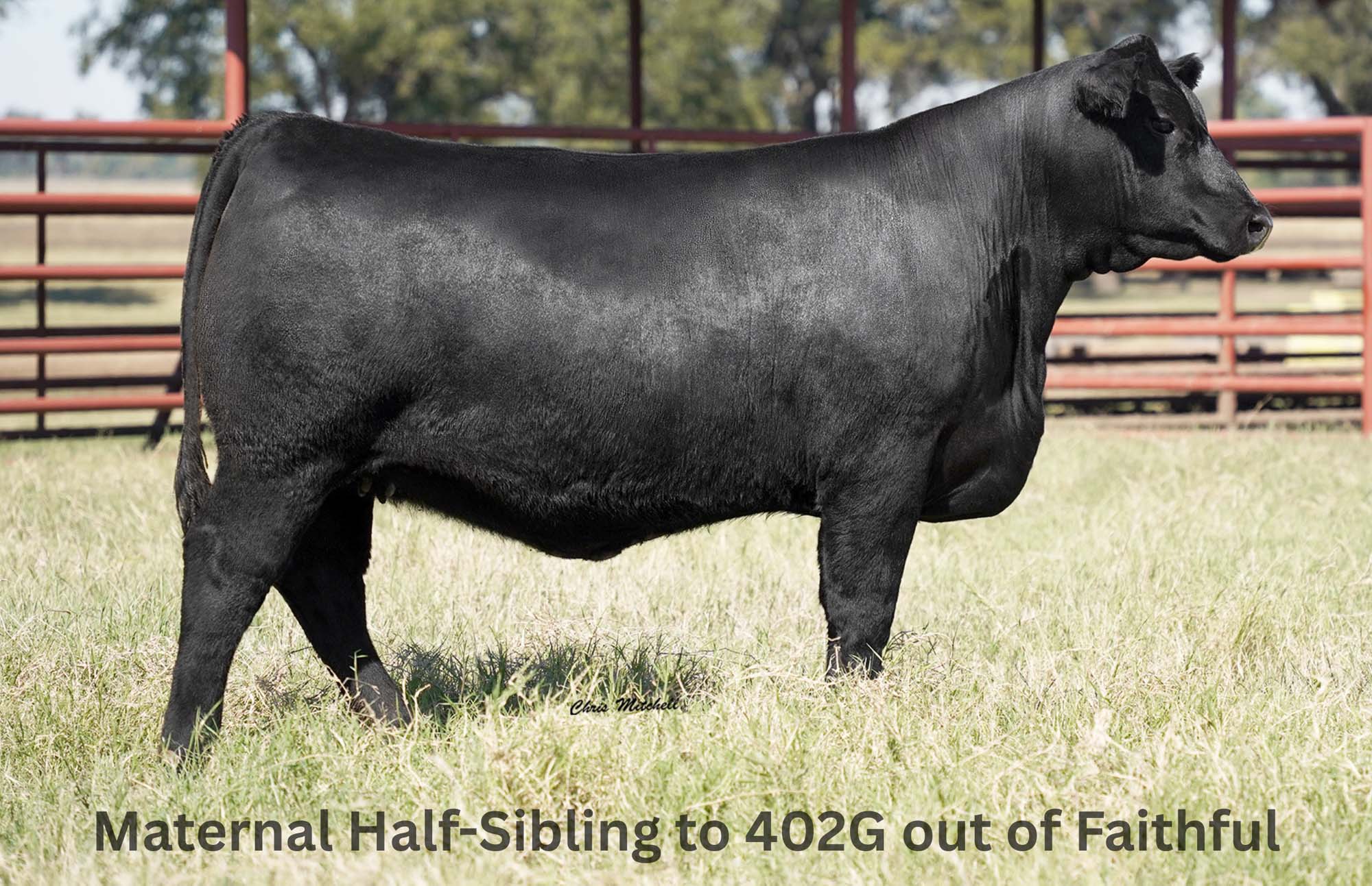 44 Lucy 402G