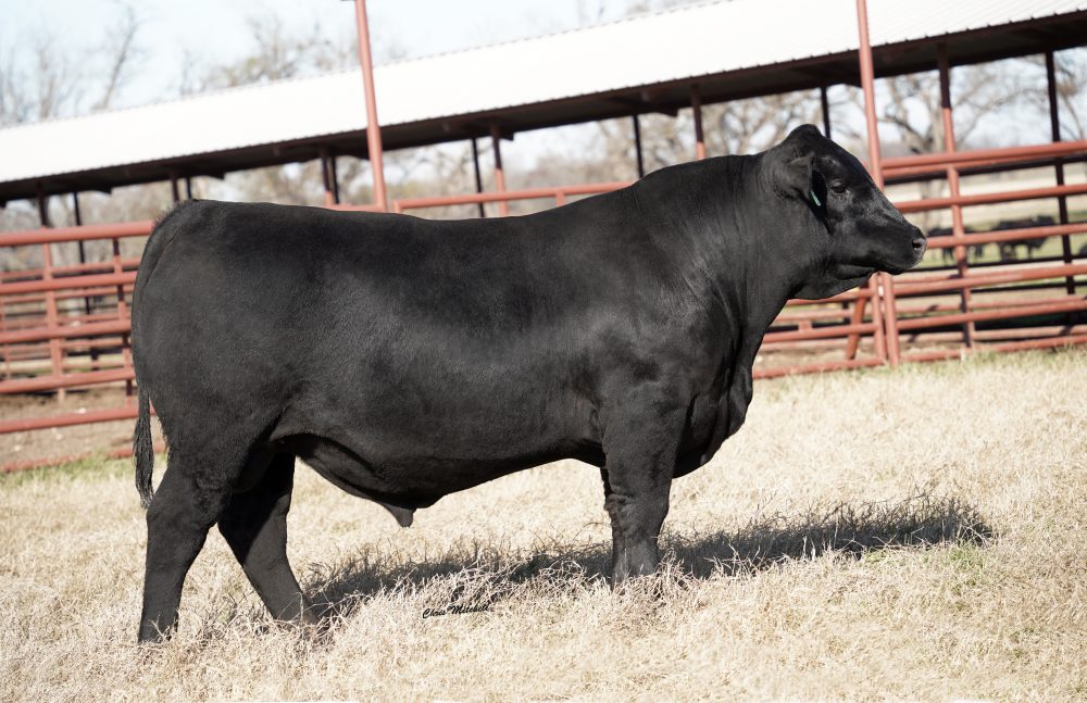 44 Major Gaines L932