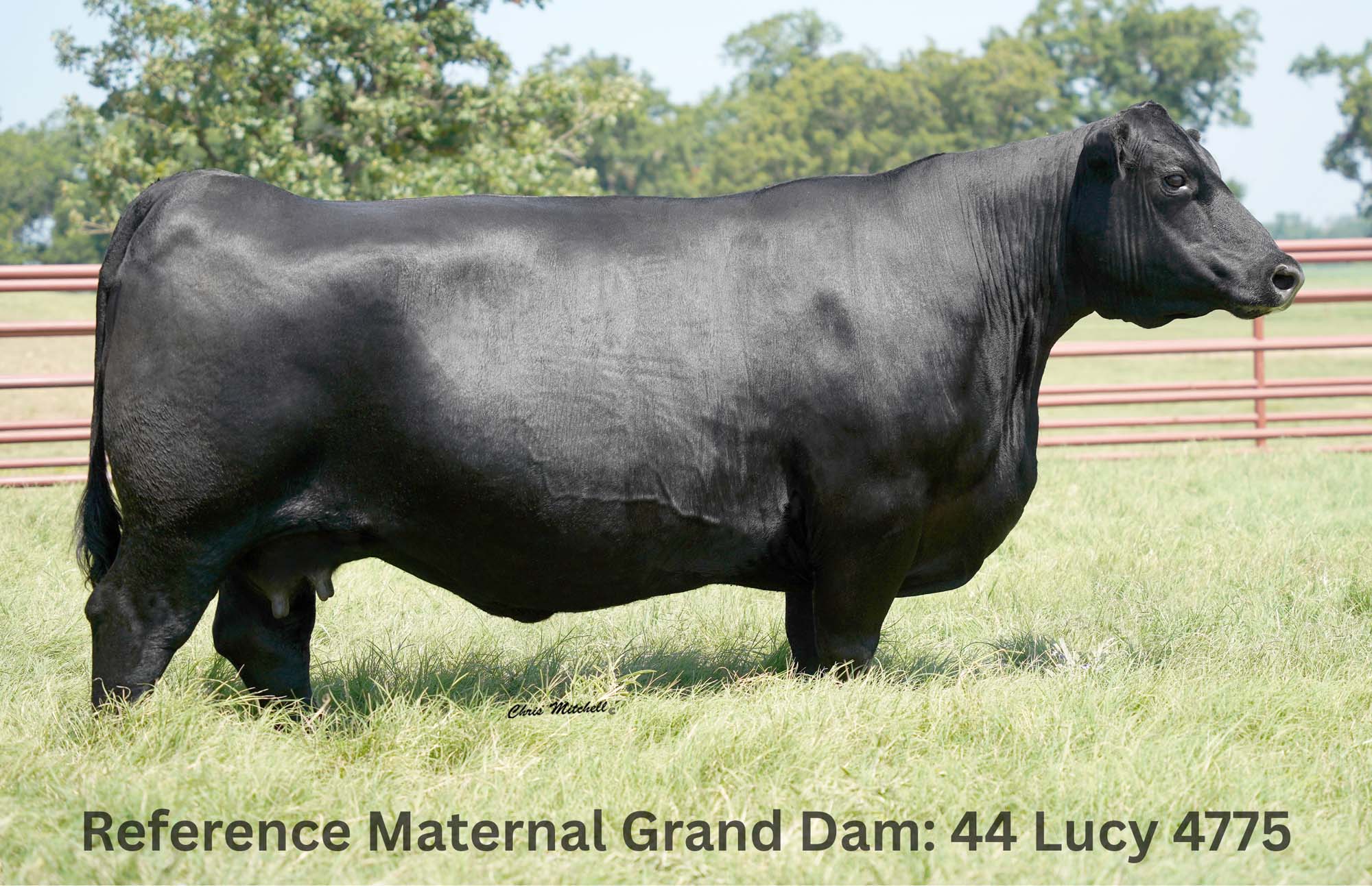 44 Lucy 402G