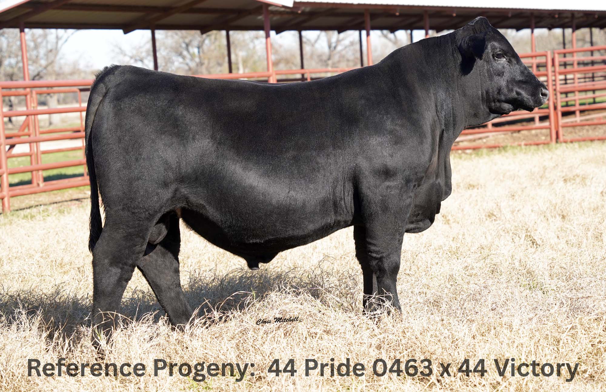 44 Pride 0463