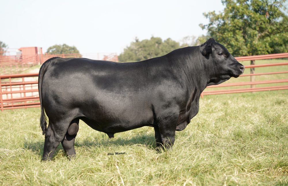 44 Noble Gaines L909